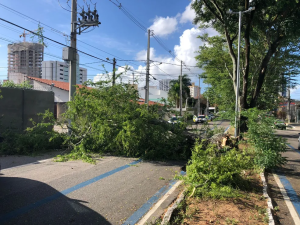 Imagem da árvore caída e interditando a via pública.